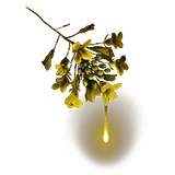 Golden Dew